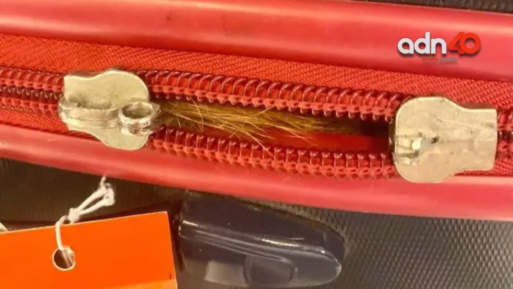 Encuentra gato en maleta