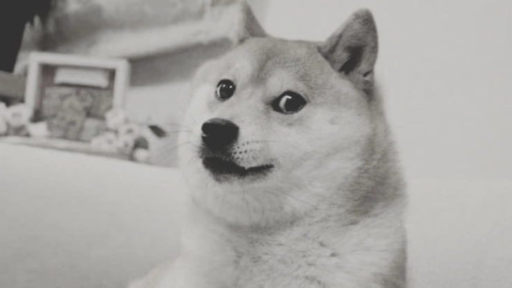 Murió-la-perrita-Kabosu-famosa-por-los-memes-y-del-Dogecoin
