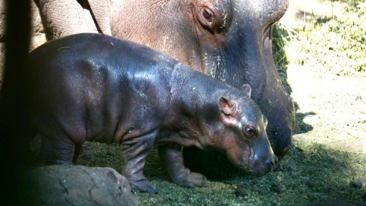 Zoológicos de México.jpeg
