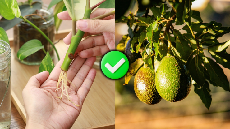 /estilo-de-vida/cultivar-arbol-de-aguacate-jardin-con-esquejes