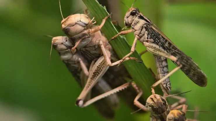 plaga langostas ilustrativa.jpg