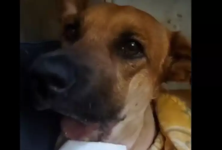 Caso Canela en Caacupemí de Areguá, perrita se queda sin mandíbula por petardo.png