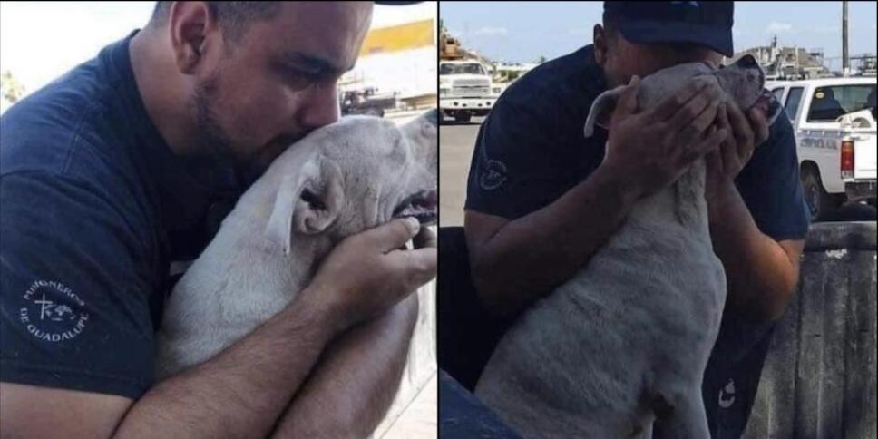 último-paseo-perrito-cáncer.jpeg