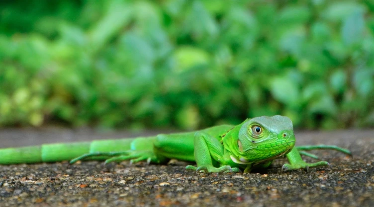 Iguanas verdes en Taiwán: su impacto en la agricultura, el origen del problema y las soluciones para restaurar el equilibrio natural.