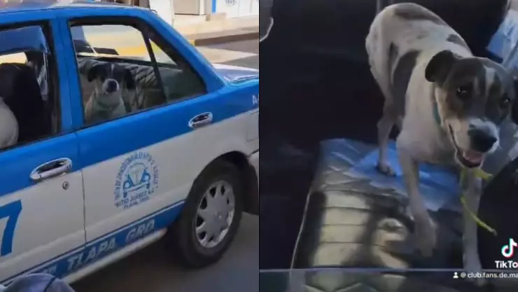 ¡El mejor storytime! Perrito regresa a su casa en taxi y se hace viral