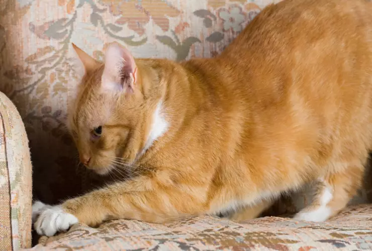 Cómo saber si mi gato es feliz