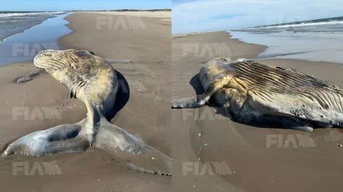 Ballena muerta en El Tambor, Navolato