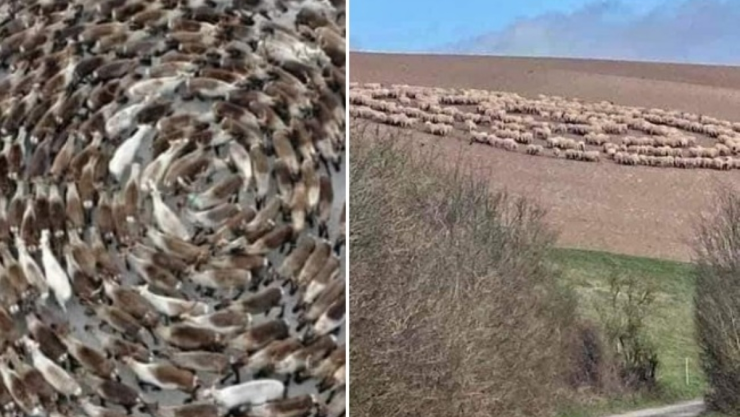 Animales caminando en círculos explicación