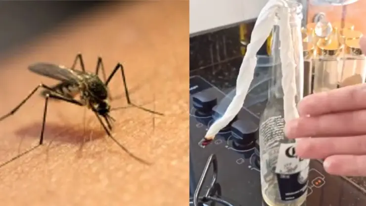 Elimina mosquitos con este truco viral con papel higiénico (VIDEO).jpg