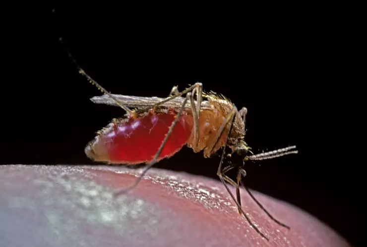 Los cuatro colores que los mosquitos aman y por los que te persiguen: Estudio