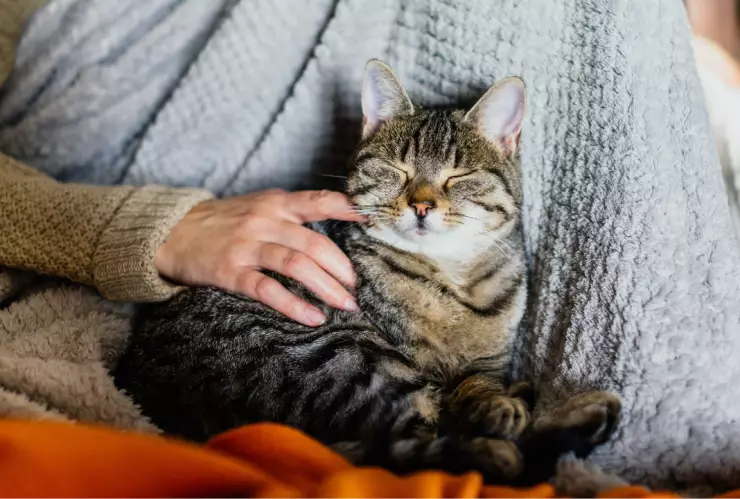 Maltrato Animal en Chi