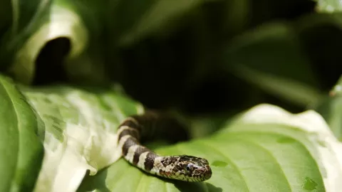 Planta que atrae serpientes