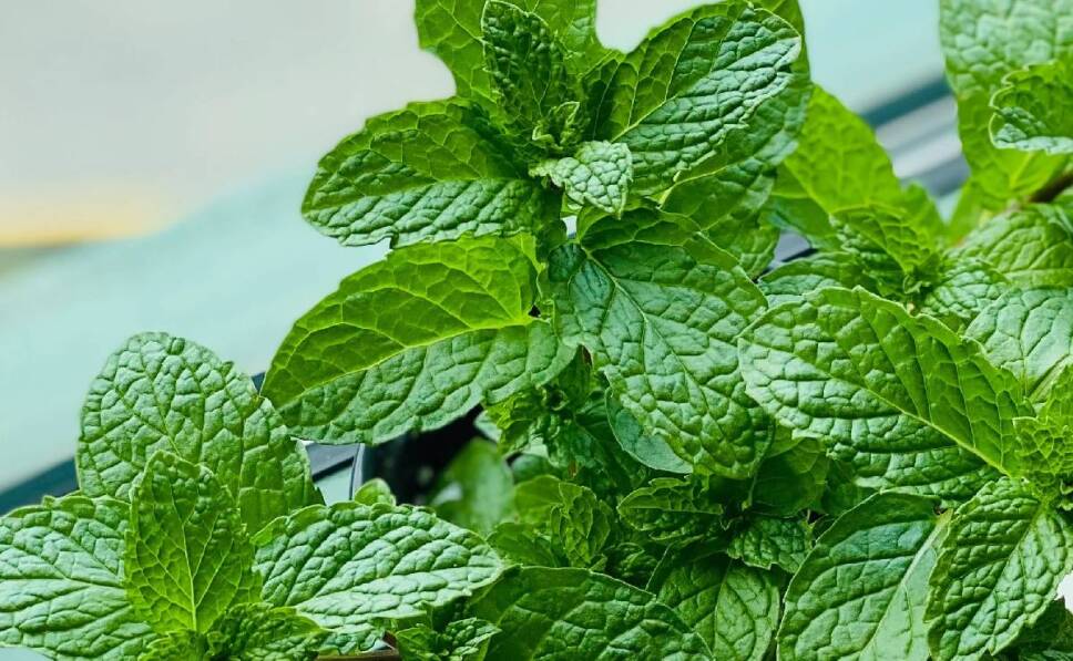 menta platas para repeler las moscas