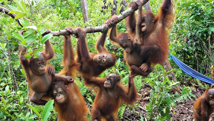 orangutanes.jpg