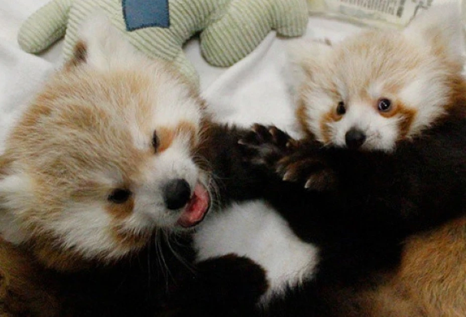 El zoológico de Lincoln de Nebraska presentó a sus 2 nuevos pandas rojos, a los que les buscan nombre.