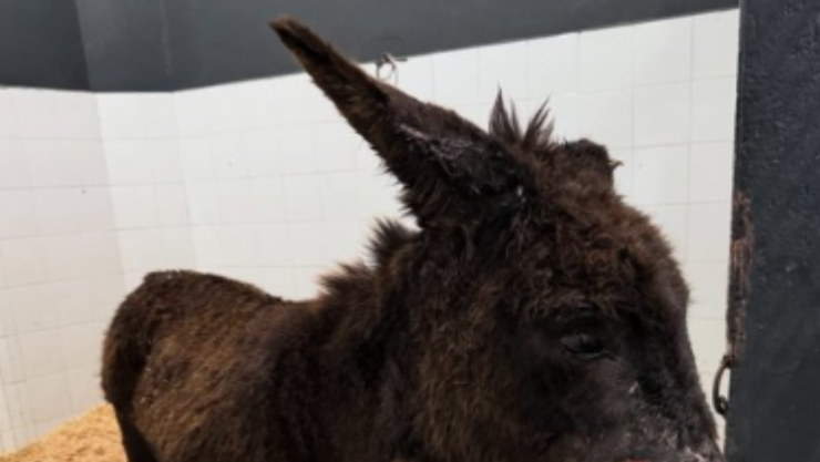 “Nala” fue dada de alta tras ser rescatada en Michoacán