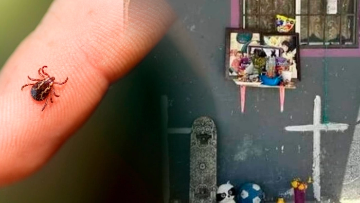 Picadura de garrapata en Nuevo León