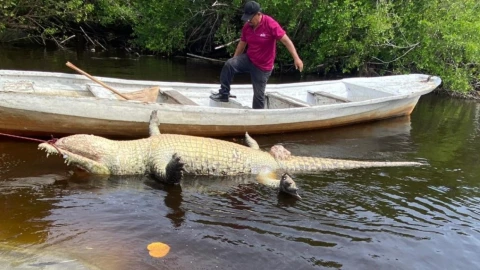 cocodrilo Lucho muerto en La Ventanilla Oaxaca