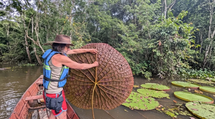 Victoria colombiana: El nenúfar gigante que fue descubierto en Colombia
