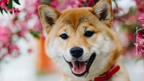 5 razas de perros que viven m&aacute;s a&ntilde;os: &iquest;cu&aacute;les son?