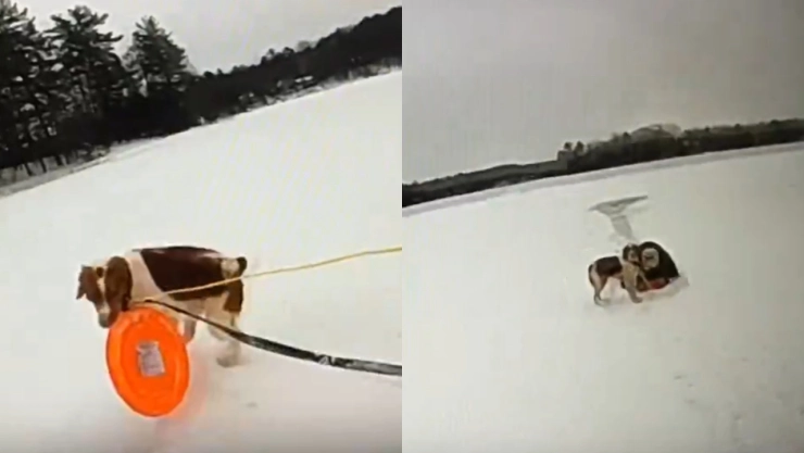 La perrita salvó a su dueño quien se encontró 16 minutos en el agua