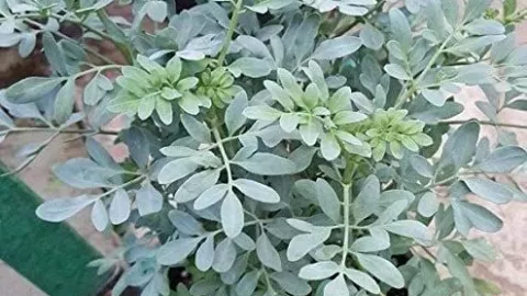 Las 10 mejores plantas para alejar las moscas de forma natural 