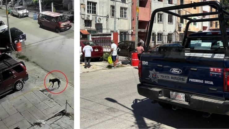 Rechaza Ana Paty el maltrato animal en Cancún tras caso de perrito aventado por un cuarto piso.jpg