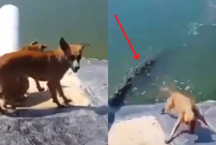 VIDEO Momento exacto cuando un cocodrilo se come a un perro