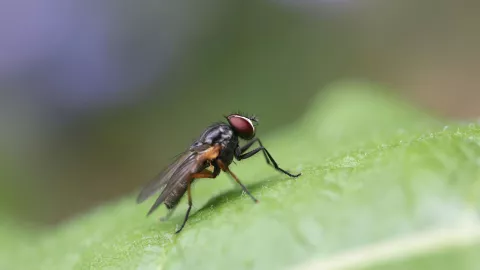 Cómo deshacerme de las moscas sin veneno