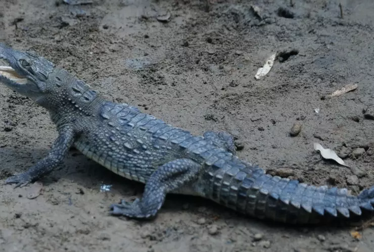 ¡Lagartos de ciudad! Estos son los hábitats naturales de los cocodrilos en Jalisco