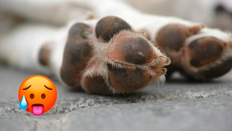 ¡Alerta! Perros sufren quemaduras en las patas por ola de calor