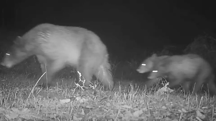 una vista del oso con sus crias merodeando por el parque.