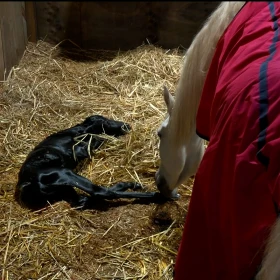 Así se vivió EN VIVO el nacimiento del nuevo potrillo, hijo de Paloma, la yegua de La Granja VIP.jpg