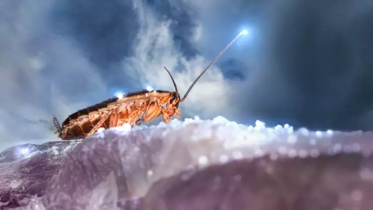 San Valentín: Zoológico propone nombrar a una cucaracha como tu ex