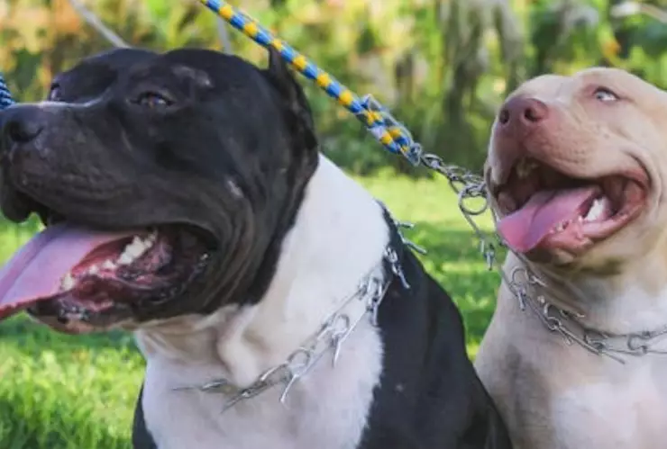 Dos-perros-mueren-al-defender-a-su-dueño-de-un-ataque-armado-en-Ciudad-Juárez-Chihuahua