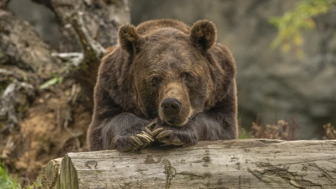 Closeup shot of a grizzly bear laying on a tree looking at the camera with a blurred background