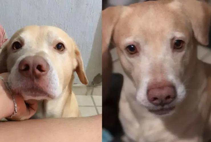 Duki, perrito desaparecido