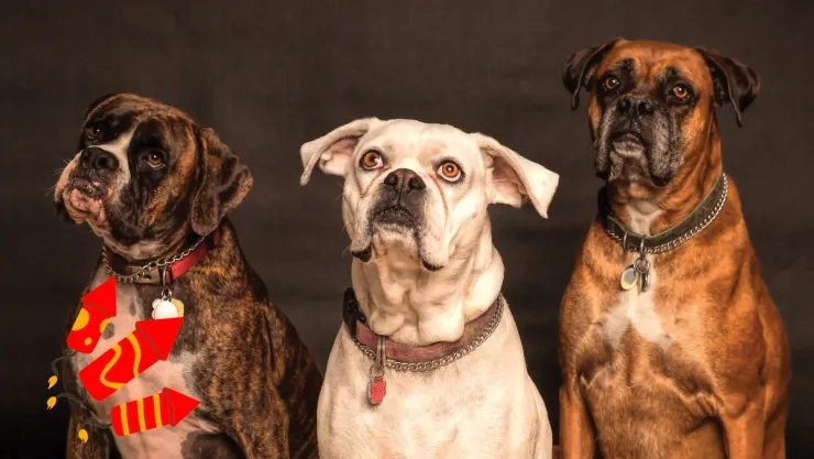 Así puedes cuidar a tu perrito de la pirotecnia durante las Fiestas Patrias