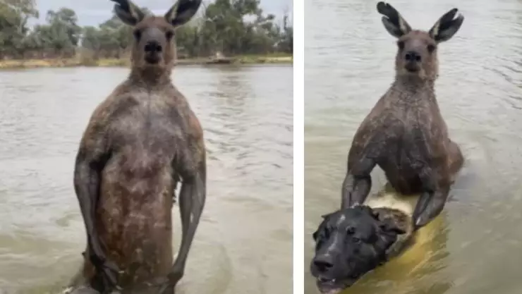 Hombre pelea con canguro para salvar a su perro