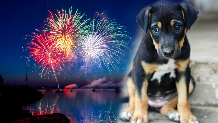 Perros y la pirotecnia: cómo protegerlos