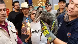 Tlacuache provoca afectación vial en Xalapa; así lo rescataron