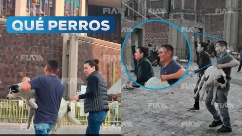 Se llevan a perritos de la plaza principal del Templo Mariano