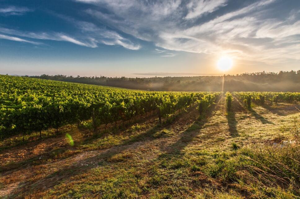 viñedo uva tempranillo