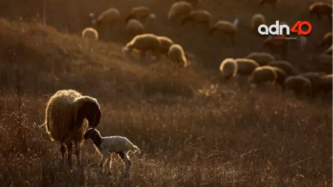 Ovejas caminan en círculos durante dos semanas, ¿a que se debe?