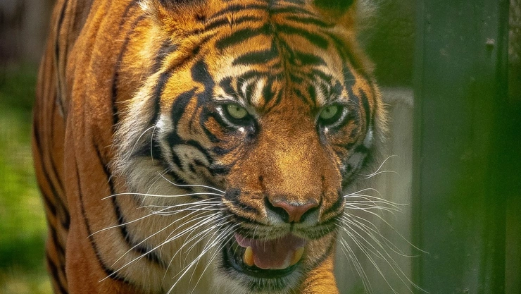 avistamiento tigre reynosa