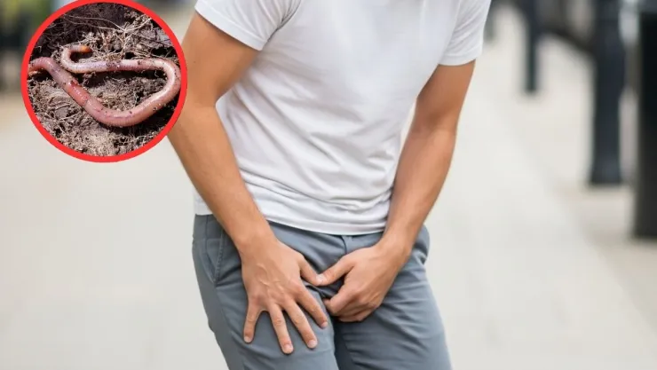 gusano