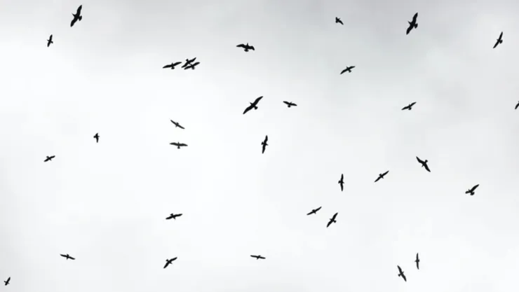 Hombre canta feo y lo atacan las aves