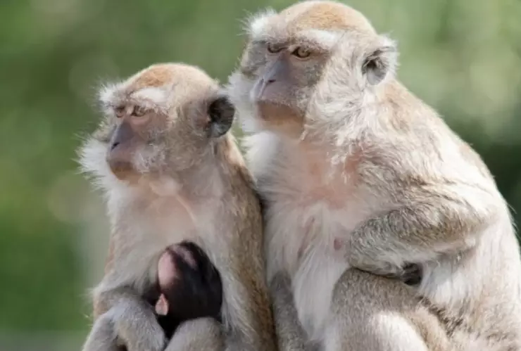 Autoridades buscan a 43 monos que escaparon de centro de investigación.