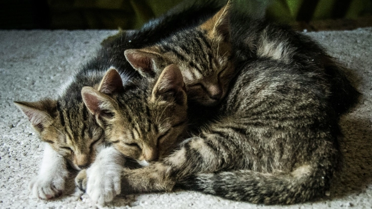 Día del Gato: Así puedes adoptar un gatito rescatado por la Policía CDMX