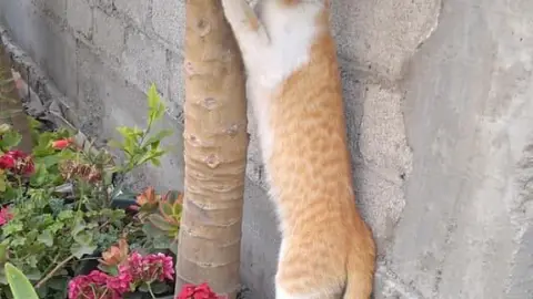 viral gatito